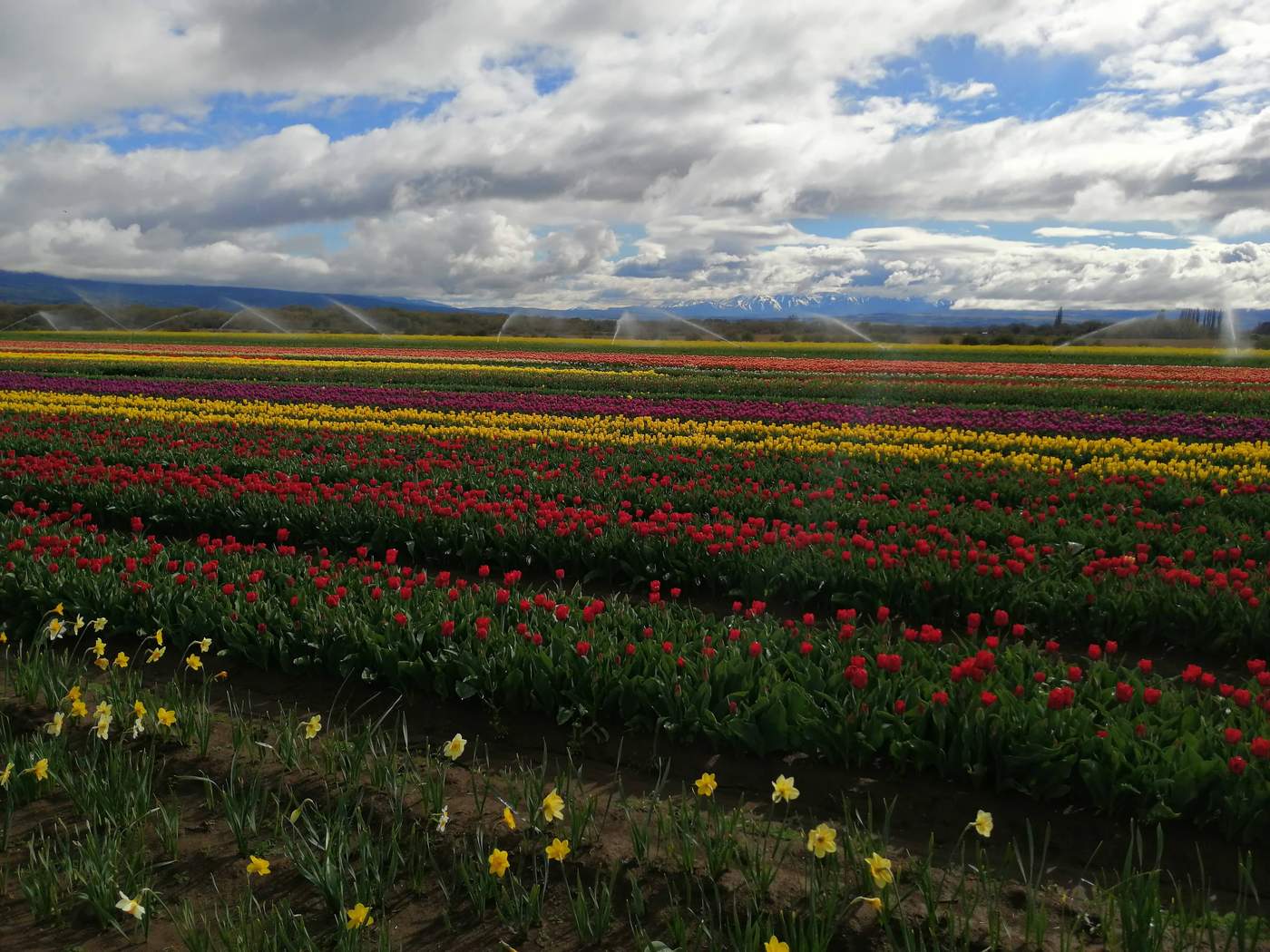 Tulip fields blooming near Trevelin each October, with the Andes behind