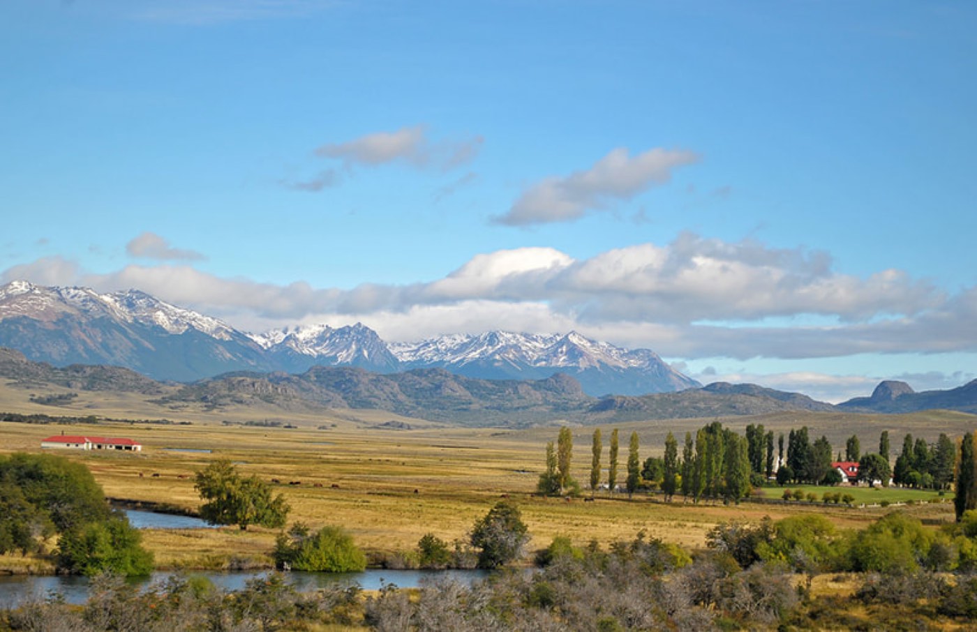 A wide view of golden grassland and a poplar windbreak, with snow-capped mountains on the horizon