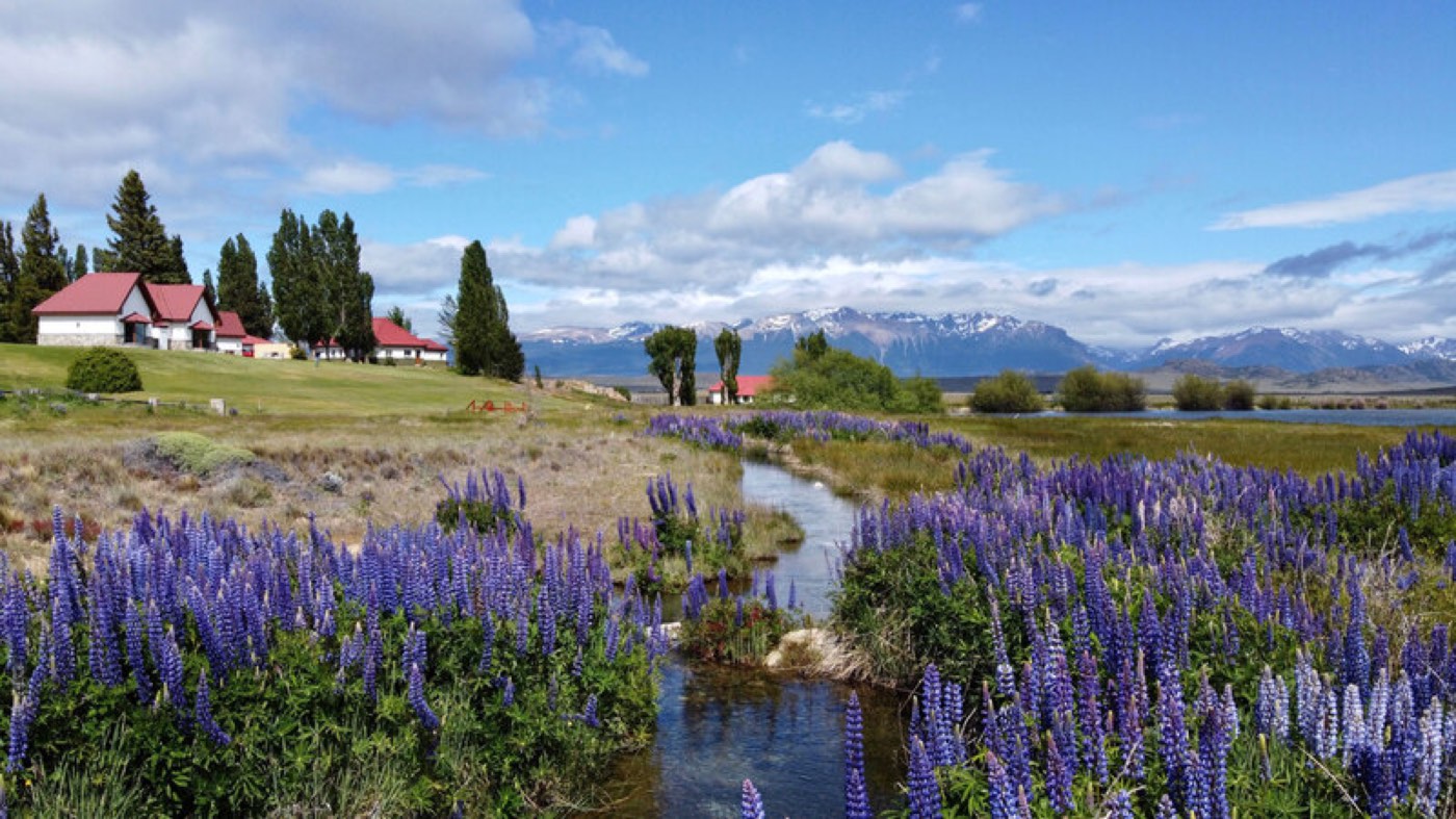 Purple lupines blooming beside a stream near the lodge, snow-capped Andean peaks in the distance