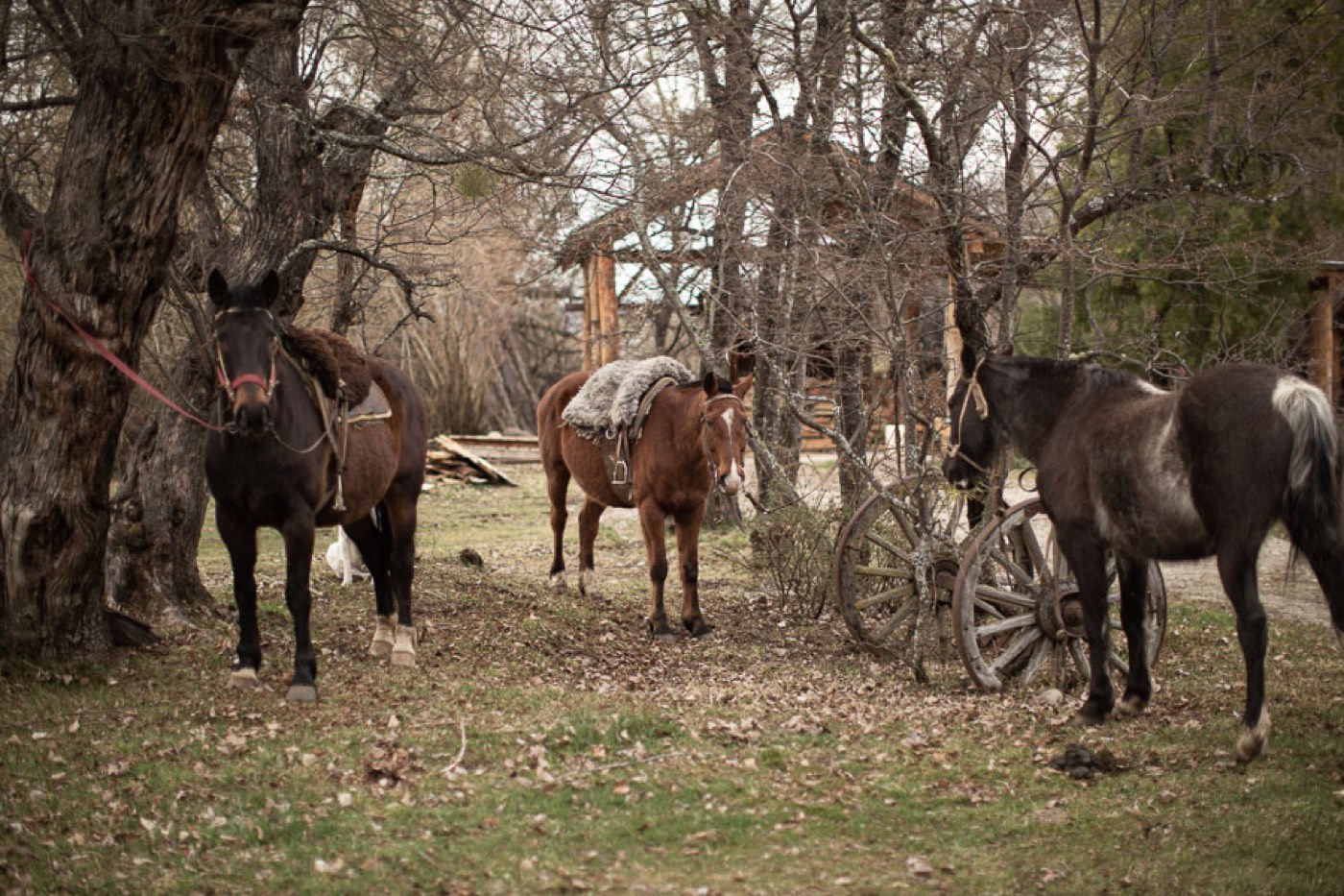 Three saddled horses tethered near a rustic wooden building, an old wagon wheel resting against the trees