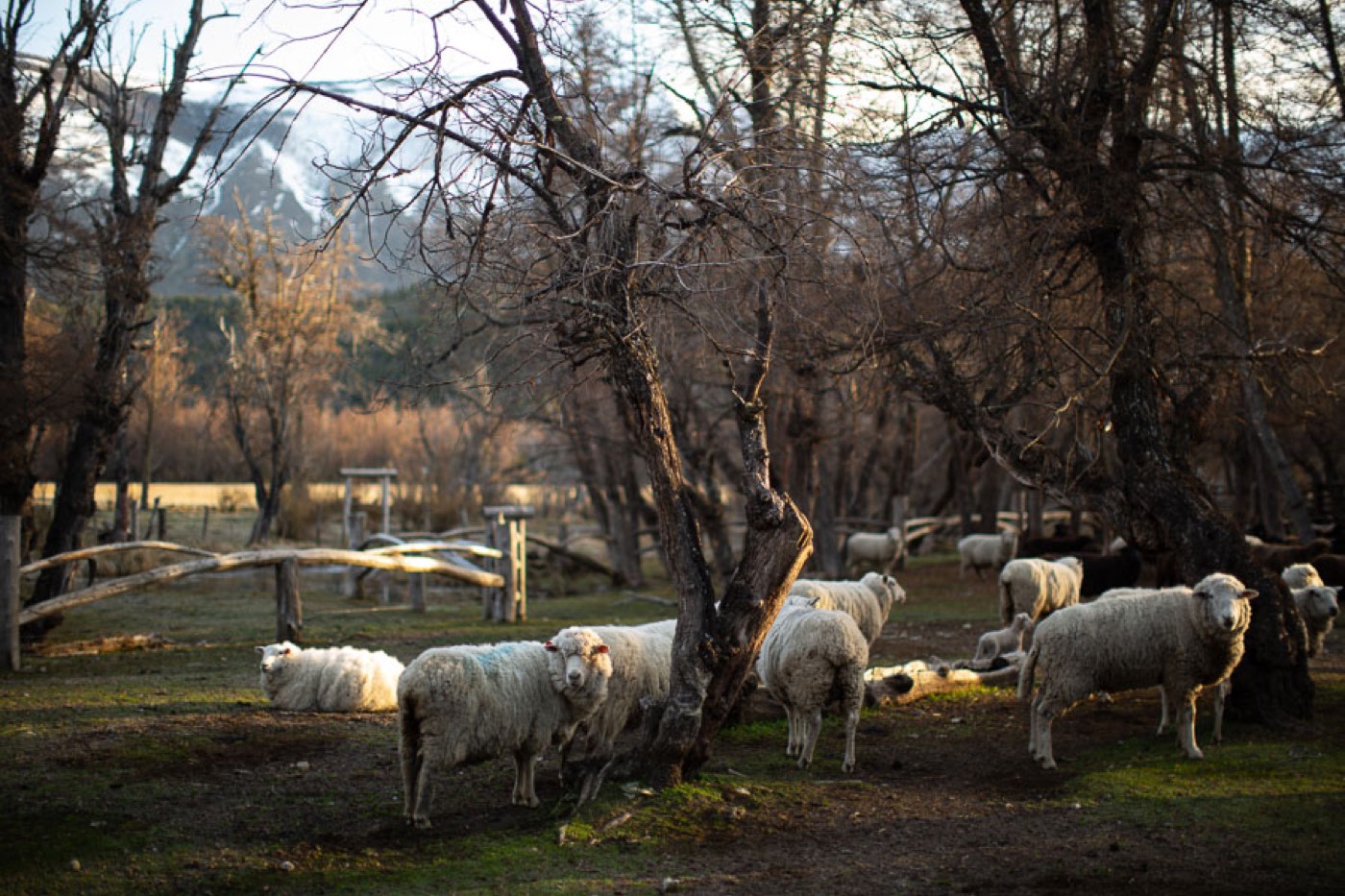 A flock of sheep grazing under bare trees with a snow-capped Andean peak in the distance