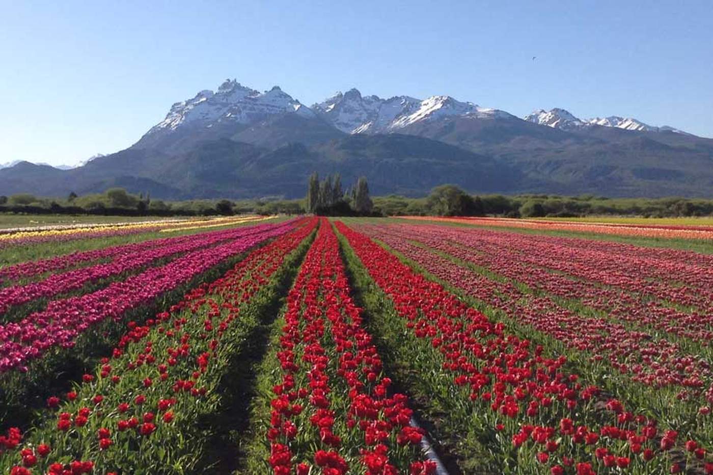 A vast tulip field in bloom, rows of red, magenta, and yellow stretching toward snow-capped mountains