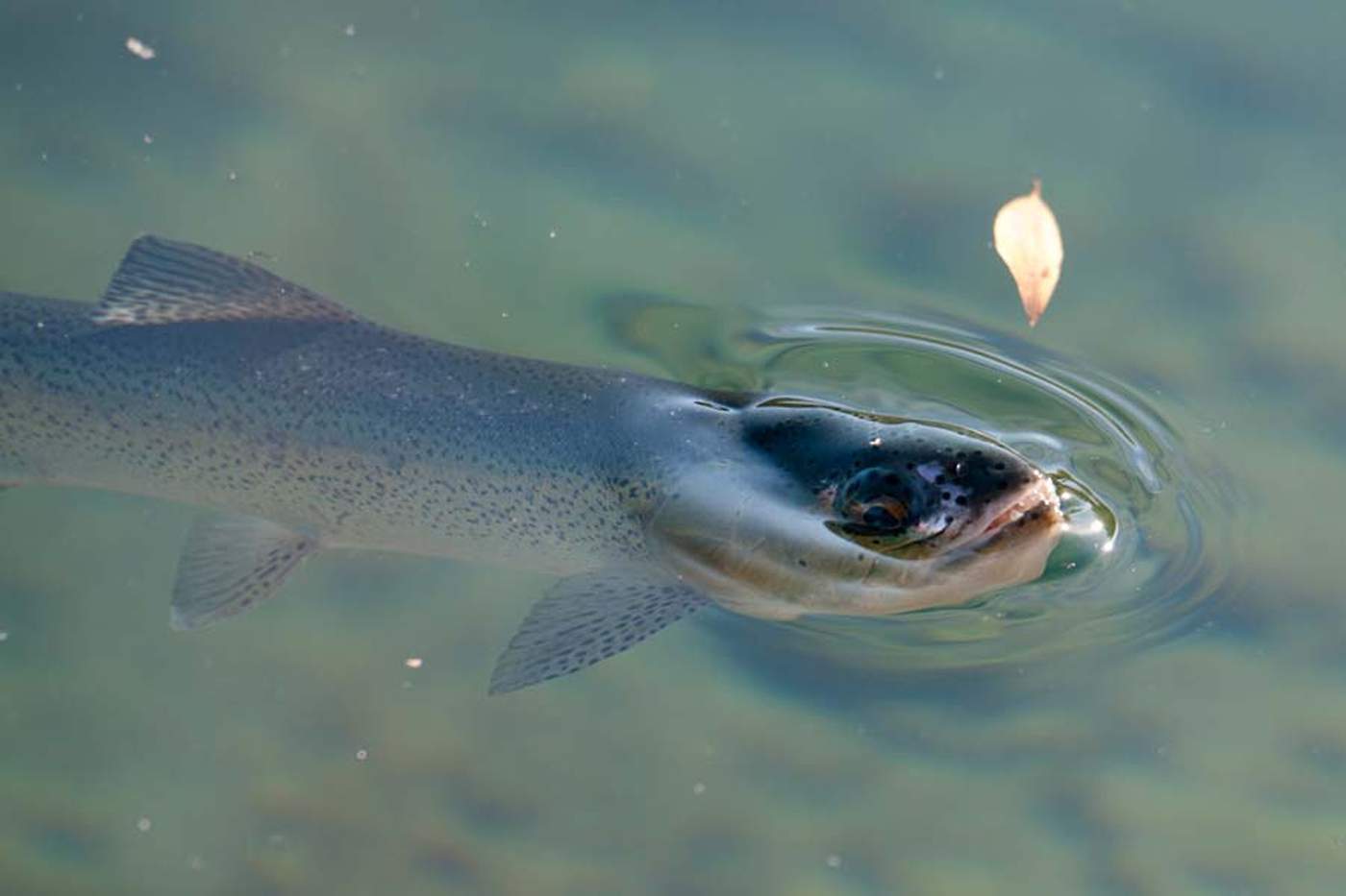 A close view of a trout's head breaking the surface of the water beside a floating leaf
