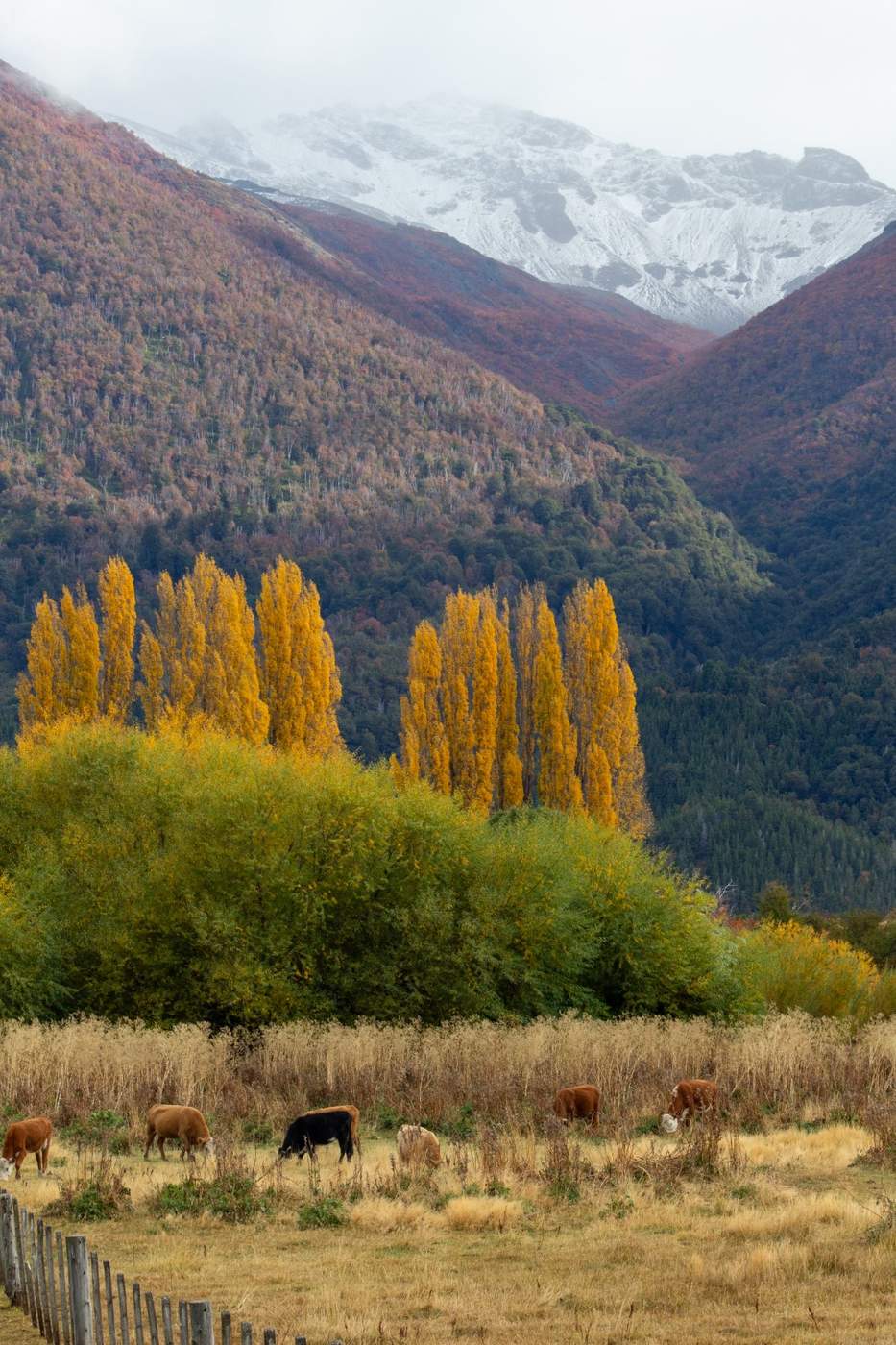 Cattle grazing in a pasture below a hillside turned red and orange with autumn color, snow-capped peaks beyond