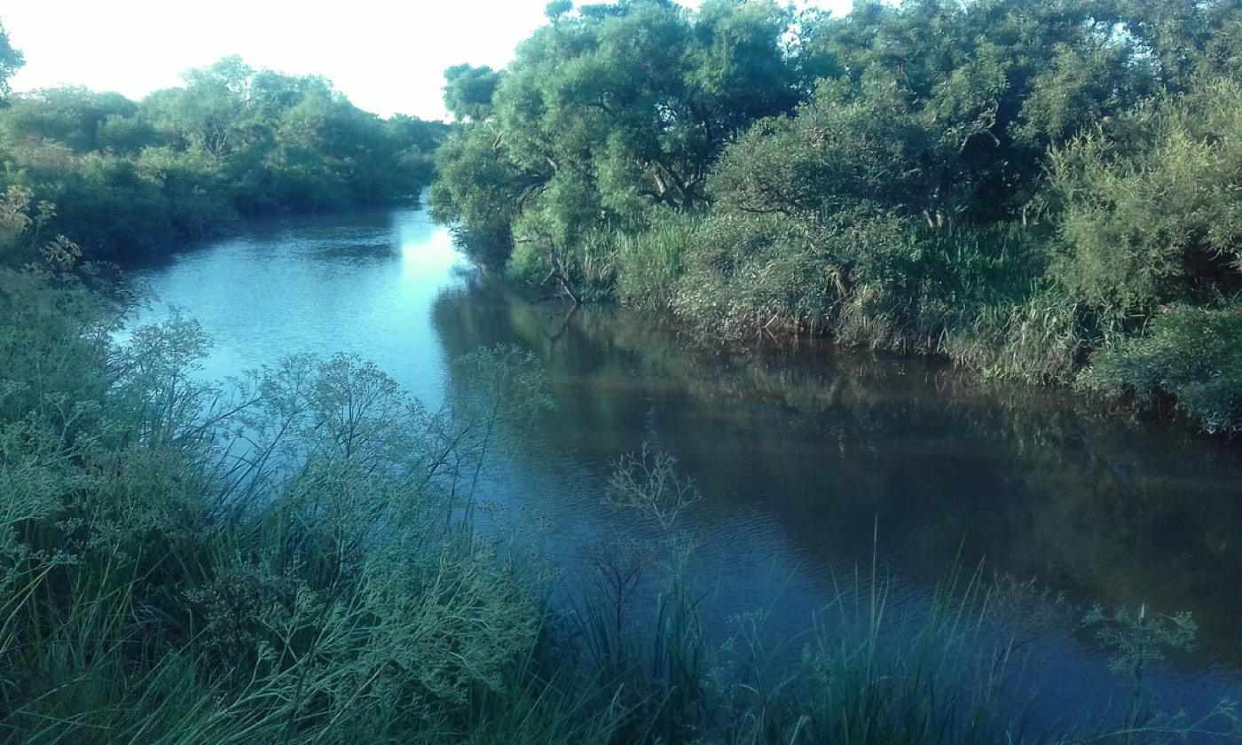 A narrow spring creek bending through dense streamside brush and willows, tall grass in the foreground