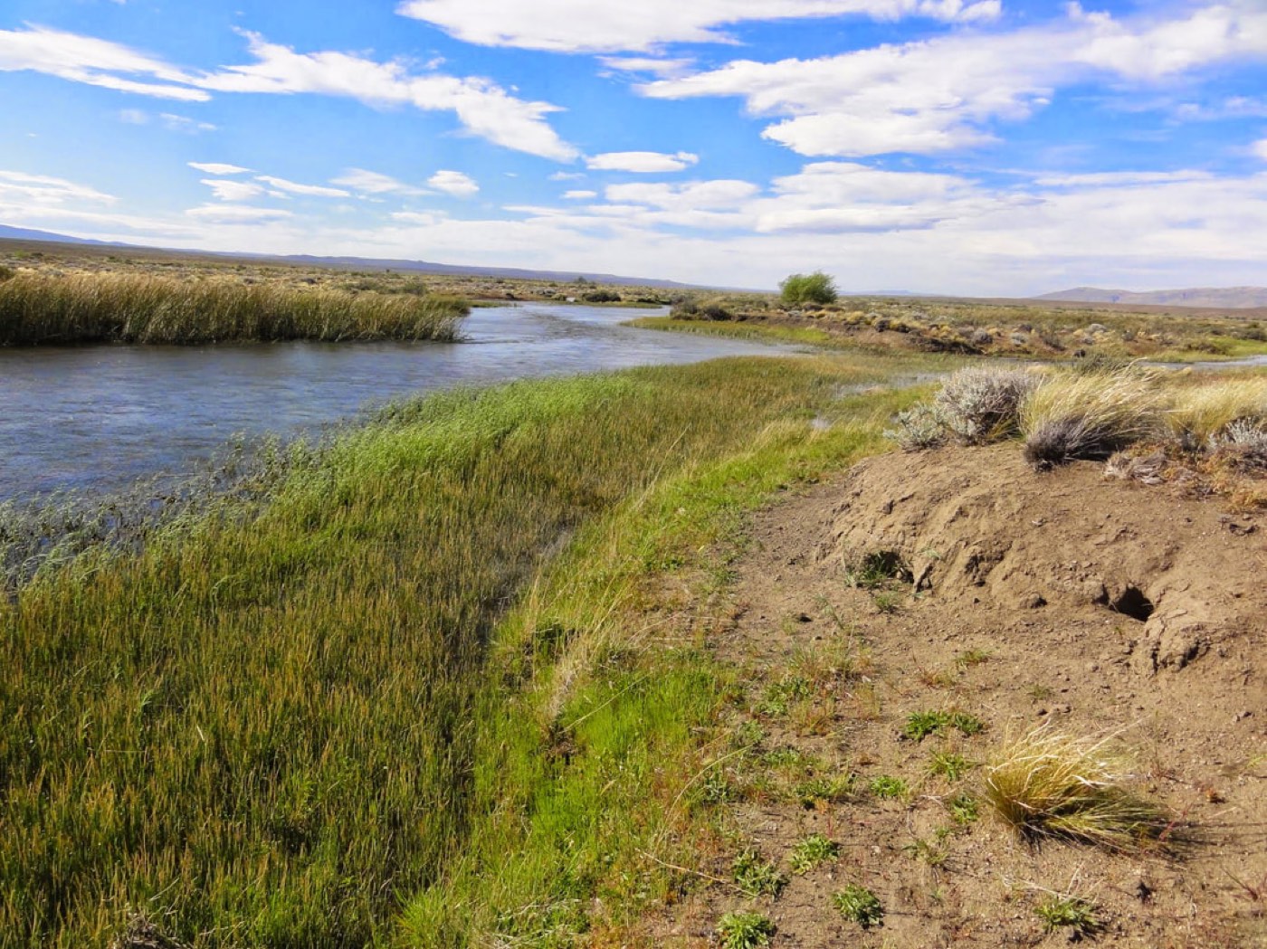 A slow stream winding through steppe grassland, an eroded dirt bank in the foreground and hills on the horizon